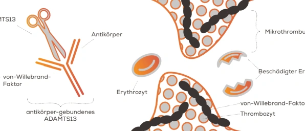 aTTP: Faktenblatt zu Häufigkeit, Symptomen und Ursachen